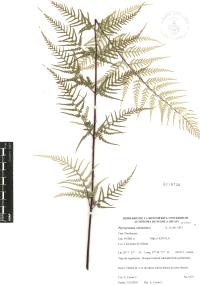 Pityrogramma calomelanos image
